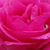 Rózsaszín - Virágágyi floribunda rózsa - Tom Tom